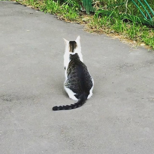 11. Maca na leđima ima sliku druge mace