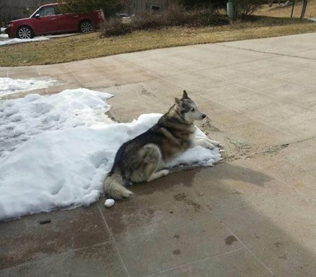 21. Susjedi me stalno pitaju kako mome psu nije hladno biti u dvorištu zimi. Poslala sam im ovu fotku.