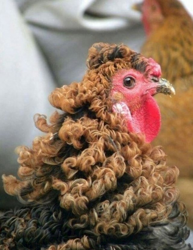 10. Ovako izgleda kineska kovrčava kokoš.