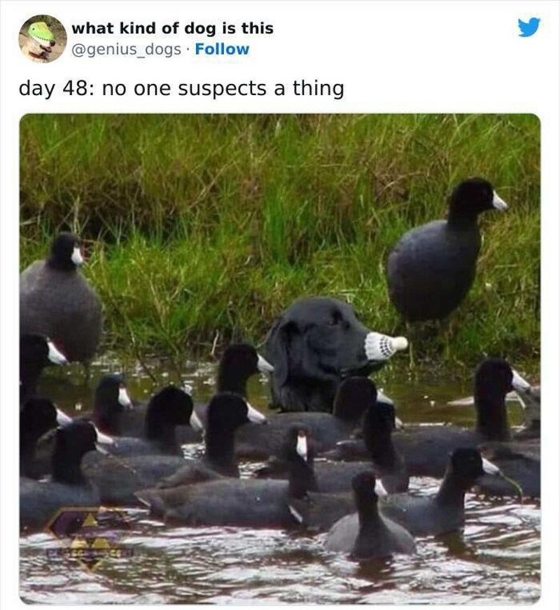 1. Nitko ništa nije posumnjao 🤣