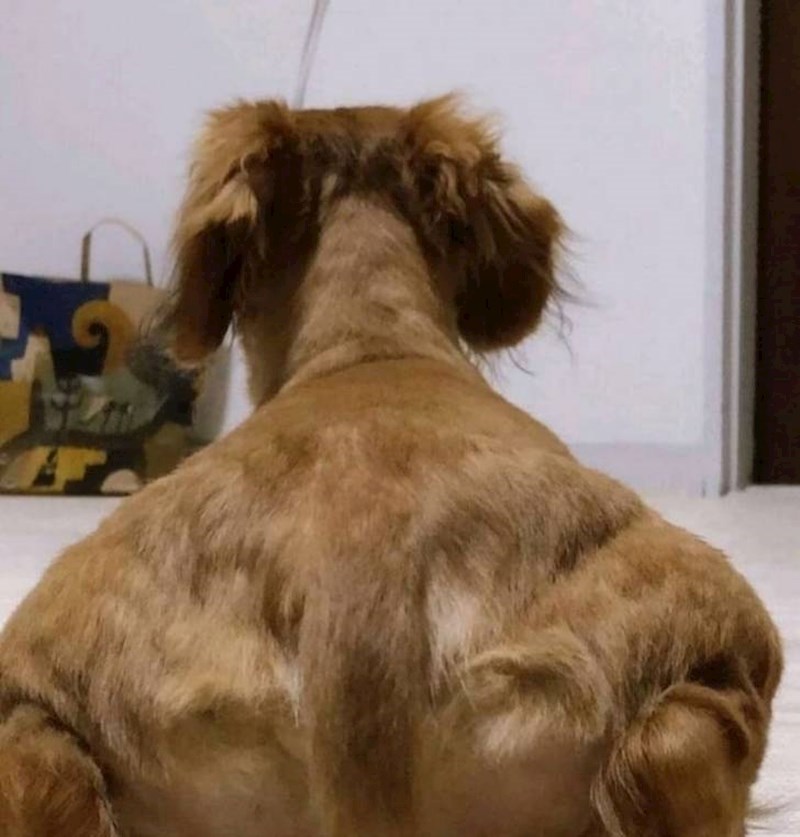 4. Polu čovjek polu pas