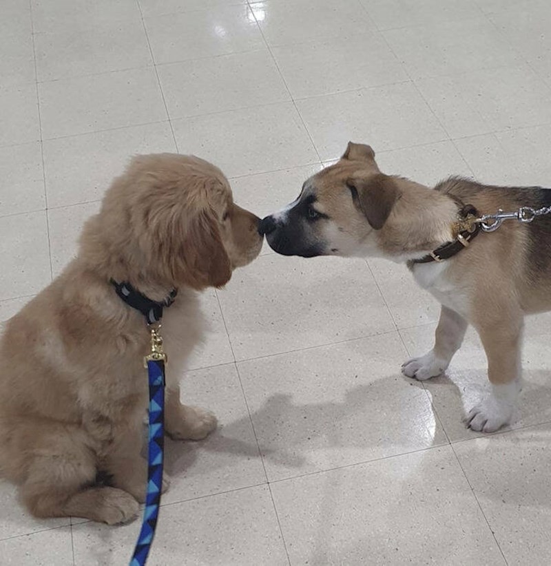 1. Upoznavanje kod veterinara