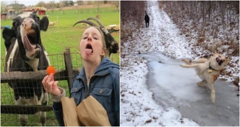 20+ smiješnih fotki koje dokazuju da su životinje najbolji komičari