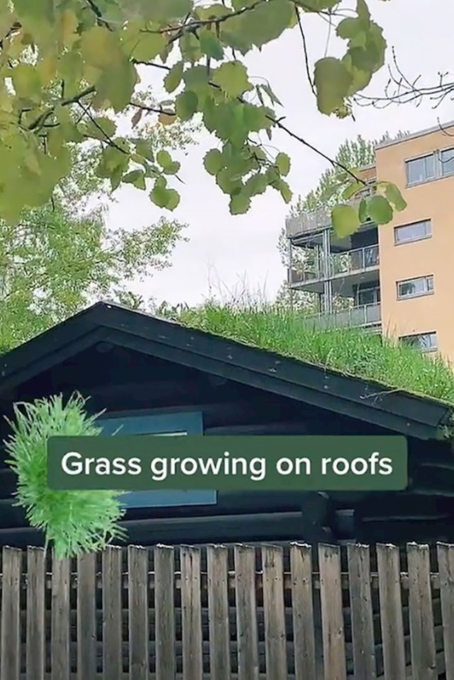 Trava na krovovima