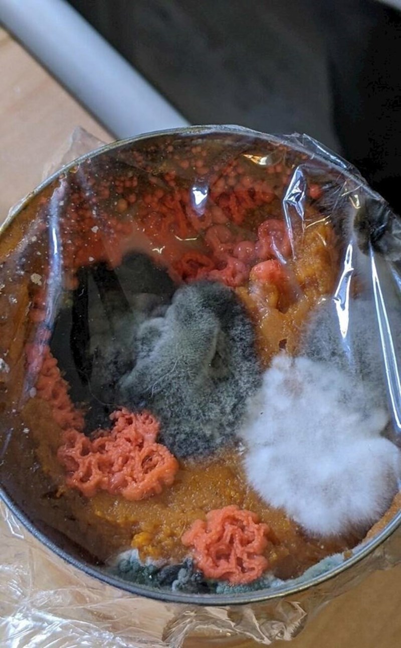 11. Pire od bundeve na koji sam zaboravila i ostavila ga u frižideru tijekom ljeta dok me nije bilo razvio je razne kulture po sebi