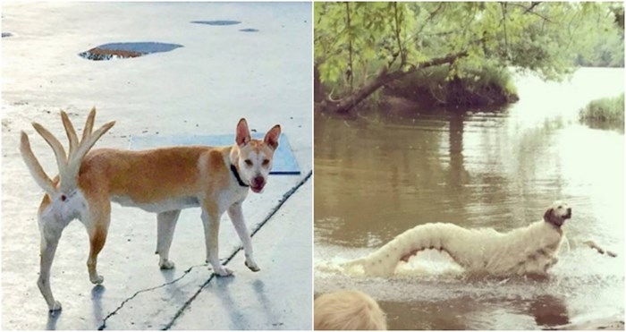 20+ ljudi pokušali su fotkati panoramske fotke svojih pasa i doživjeli urnebesne neuspjehe