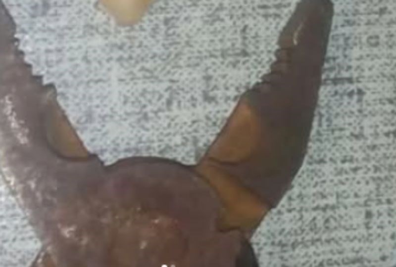 Tip iz BiH pohvalio se da si je sam izvadio zub, prasnut ćete od smijeha kad vidite iz kojeg razloga