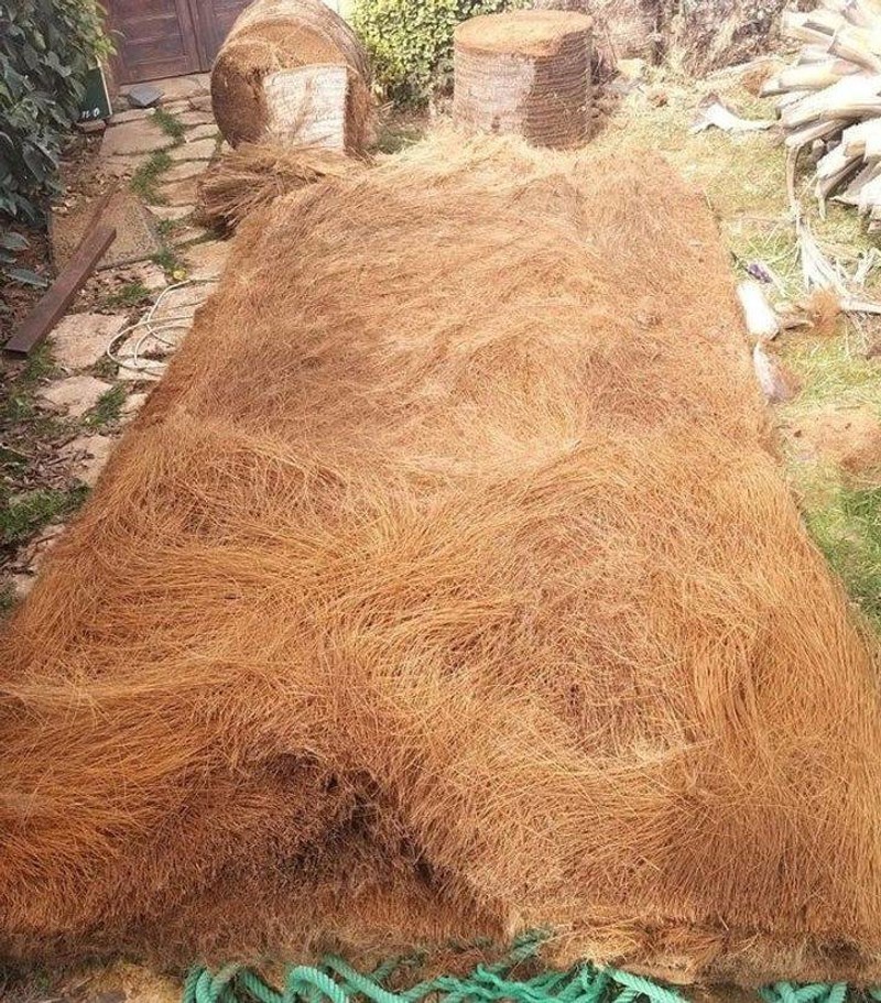 20. Ovako izgleda unutrašnost stabla palme