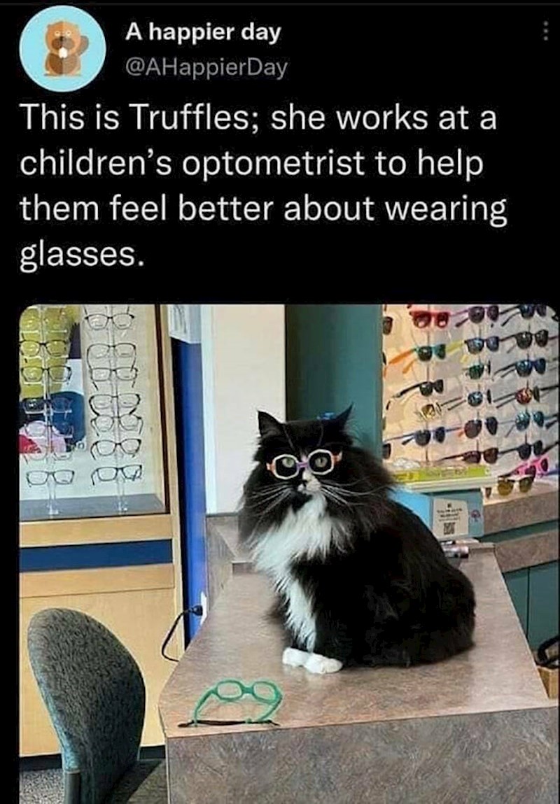 11. Ova maca po imenu Truffels "radi" u dječjoj optici i pomaže klincima da se bolje osjećaju sa svojim novim cvikama