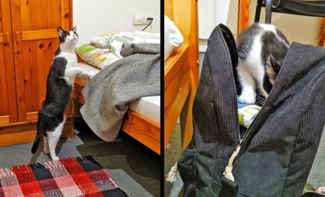 10. Maca iz susjedne sobe došla je provjeriti tko sam ja i što sve imam u ruksaku