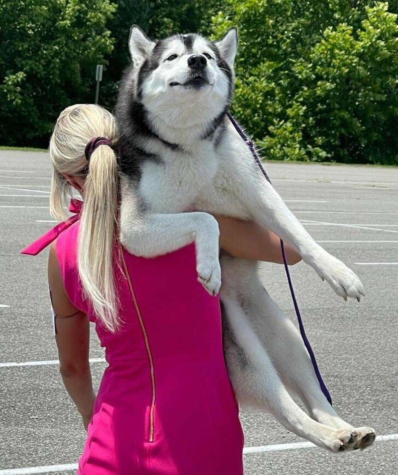 8. Asfalt je bio vruć pa ga je vlasnica ponijela. Čini se da baš uživa.😁