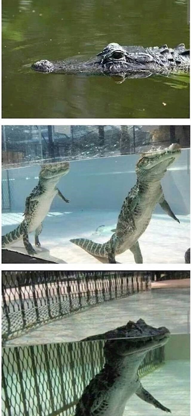 Mislili ste da krokodili plivaju horizontalno u vodi?