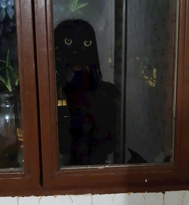 "Moja sjena u staklu vrata iza kojih me gleda mačak i eto vam formule za mini srčani udar!"