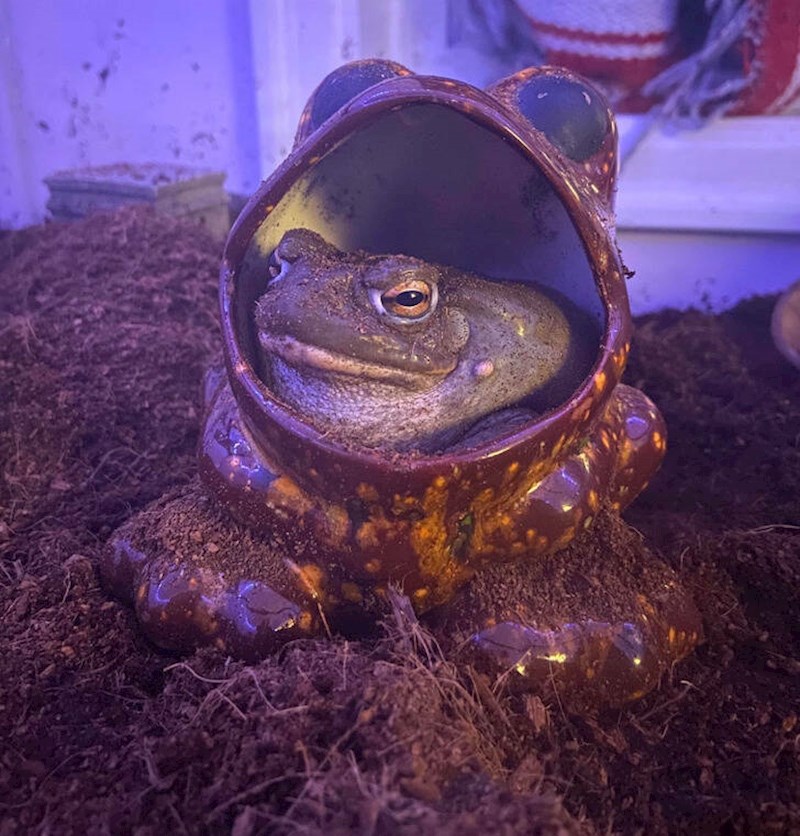 5. Nečija ljubimica žaba živi u keramičkoj žabi