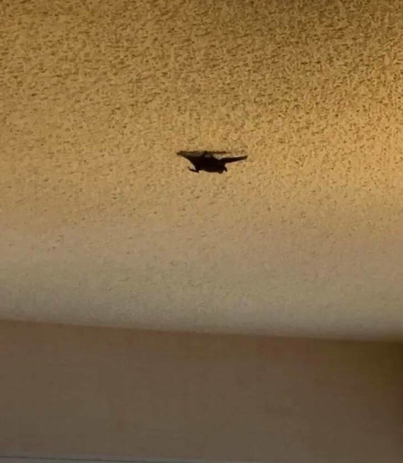 5. Šišmiš u mojoj hotelskoj sobi