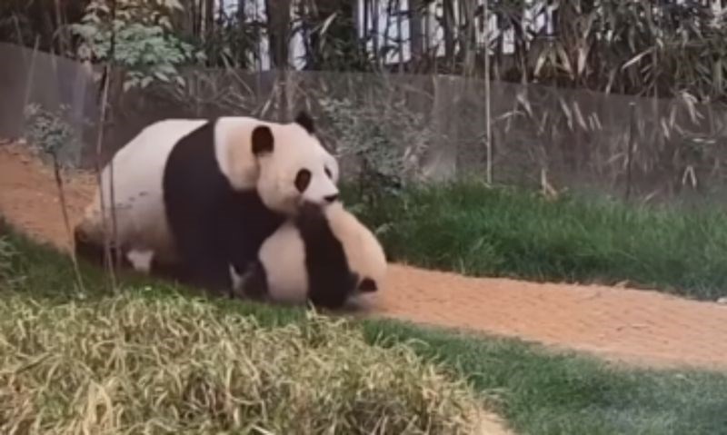 Roditeljske muke mame pande nasmijale su cijeli internet, snimka je odmah postala viralni hit