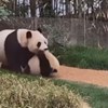 Roditeljske muke mame pande nasmijale su cijeli internet, snimka je odmah postala viralni hit