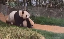 Roditeljske muke mame pande nasmijale su cijeli internet, snimka je odmah postala viralni hit