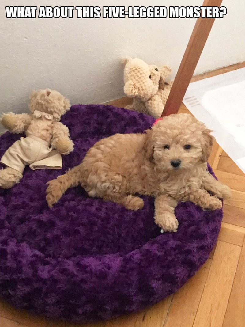 5. Pogledajte vi ovo čudovište s 5 nogu 😀