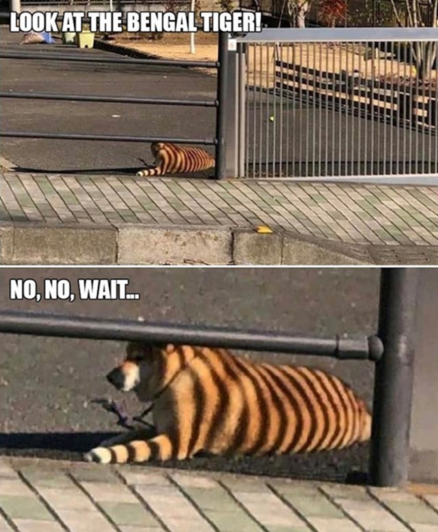 Bengalski tigar u gradu!!!! Ili ipak ne..🤔