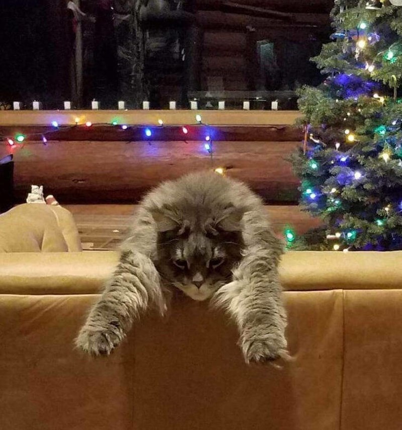 Moja sestra čuva našu mačku dok smo na skijanju. Ovako ju je zatekla.