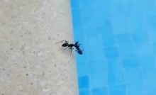 Tip je kraj bazena snimio mrava koji radi nešto totalno čudno, video je odmah postao viralan