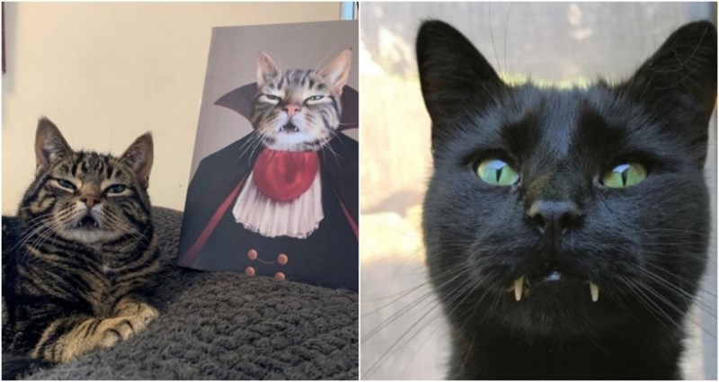 20+ smiješnih fotki mačaka koje su privukle pažnju interneta jer izgledaju kao vampiri