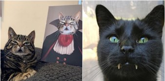 20+ smiješnih fotki mačaka koje su privukle pažnju interneta jer izgledaju kao vampiri