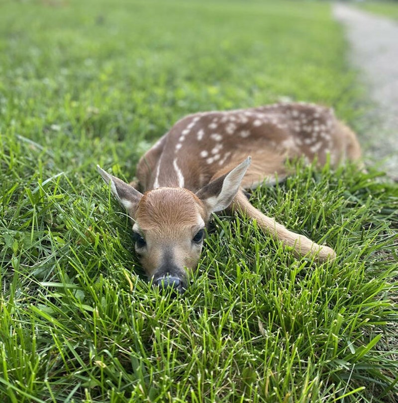 9. Danas nas je u našem dvorištu posjetio Bambi!❤️