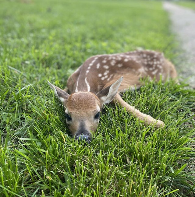 9. Danas nas je u našem dvorištu posjetio Bambi!❤️