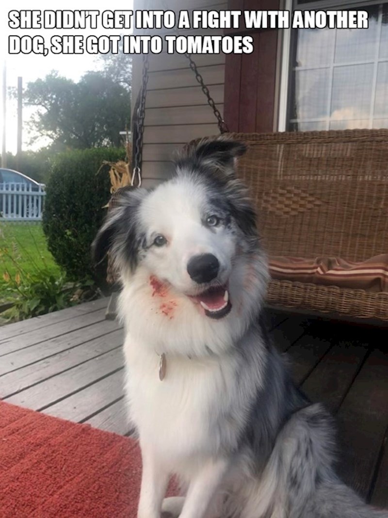9. Nije se potukla s drugim psom, samo je ušetala među rajčice