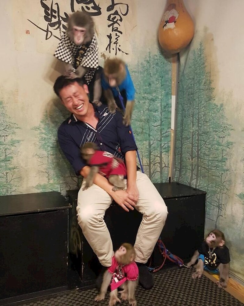 14. Taverna Kayabukiya u Japanu u kojoj se možete družiti s mnoštvom majmuna