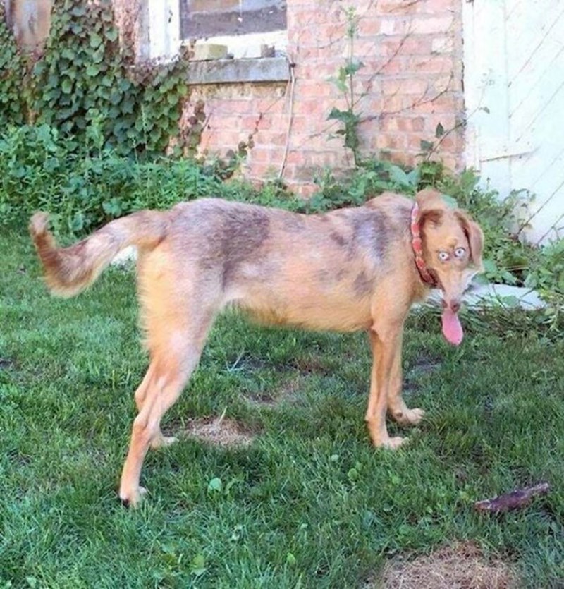 5. Pokušao je opaliti panoramsku fotku svoga psa i slučajno stvorio čudovište