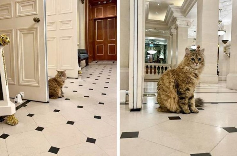 3. Hotel u kojem smo odsjeli ima svoju mačku