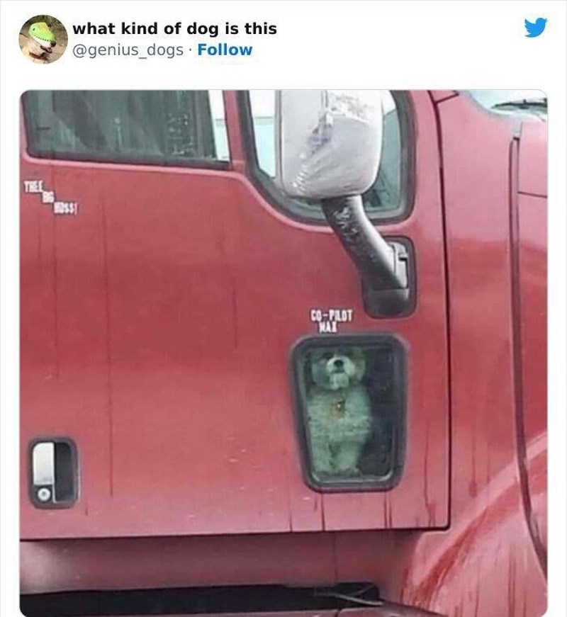 6. Najslađi "kopilot" 🥰