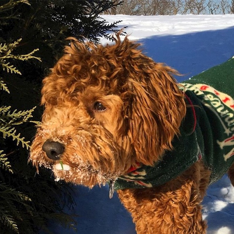 17. A ovaj pas pak izgleda kao da ima zube kao dabar