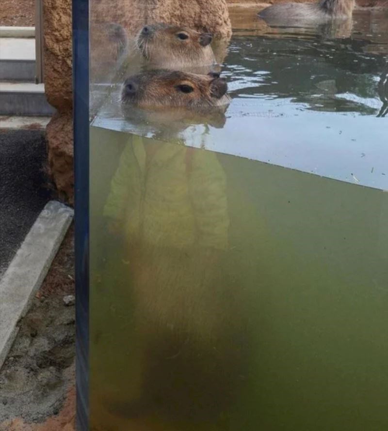 3. Izgleda kao da nosi odijelo