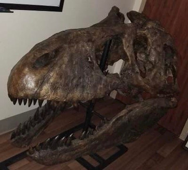 11. Neurokirurg u svome uredu ima lubanju T-rexa, poklon ekscentričnog pacijenta kojemu je spasio život