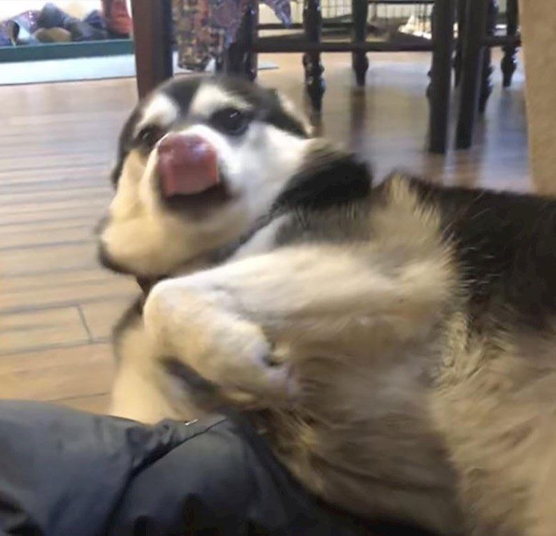 12. Jezik mu je zapeo u nosnicama🤣