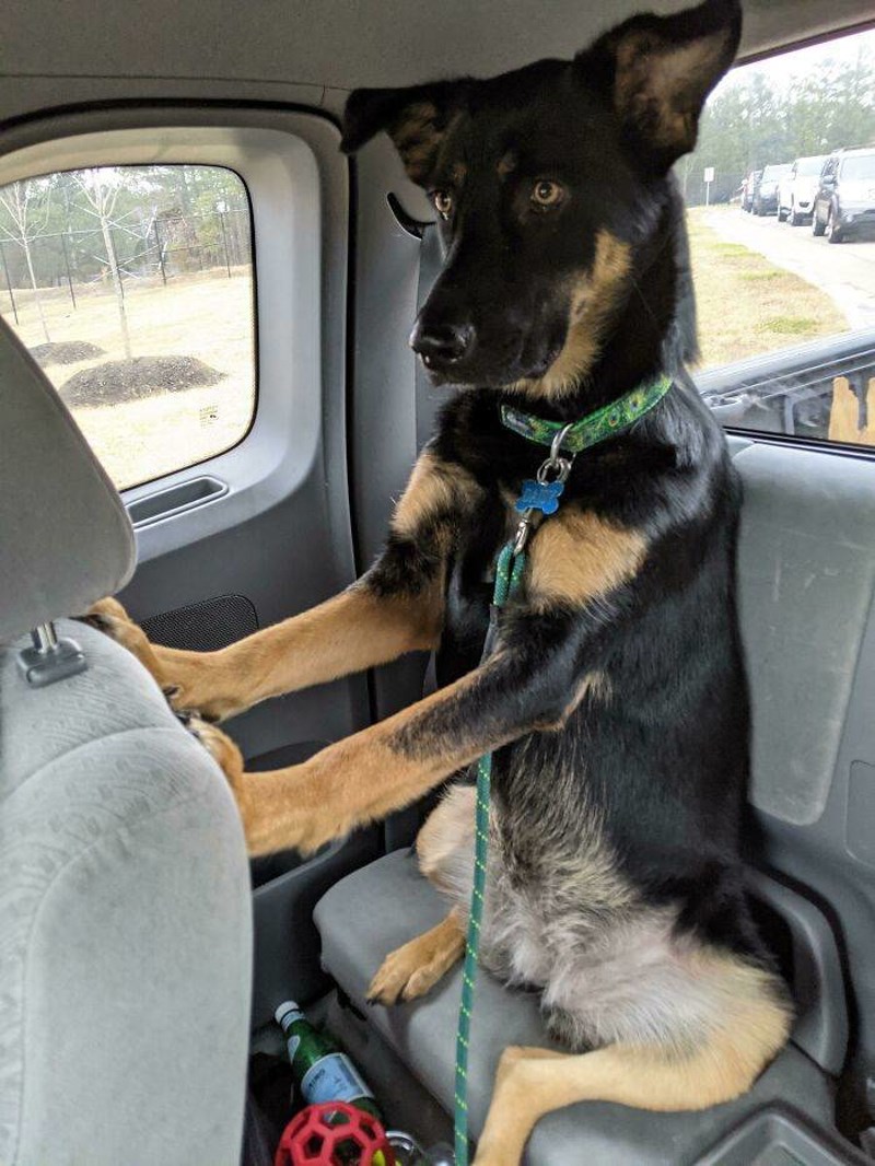 29. Ono kad znaš da ti je vlasnica tek položila vozački 😂