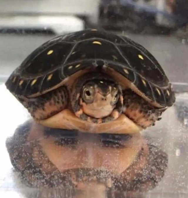 2. Refleksija ove kornjače izgleda kao lice muškarca
