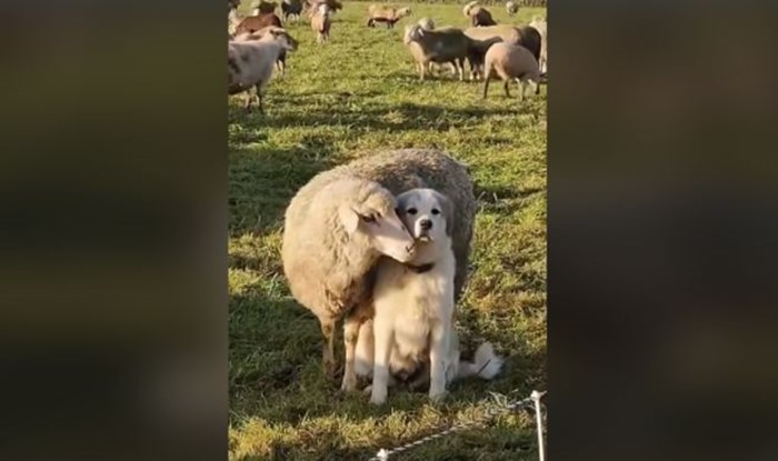 Preko 20 tisuća ljudi lajkalo je ovaj smiješni video na Fejsu, odmah će vam biti jasno zašto