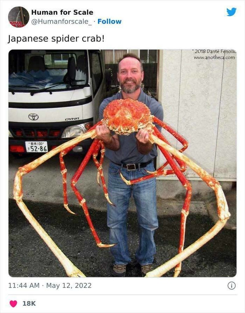 15. Japanska golema rakovica