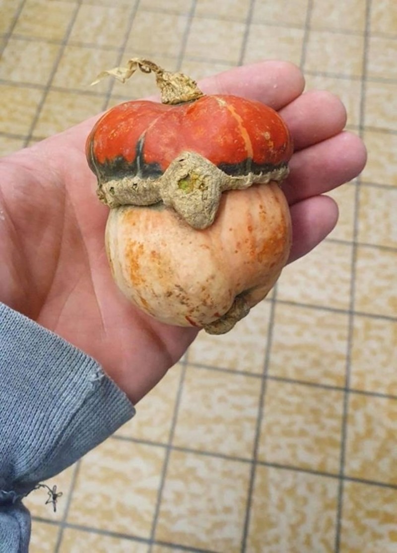 "Našao sam bundevicu koja izgleda kao Poke lopta."