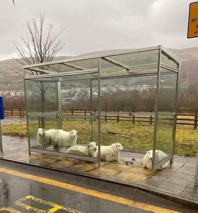 1. Ovce se skrivaju od kiše na autobusnoj stanici negdje u Irskoj