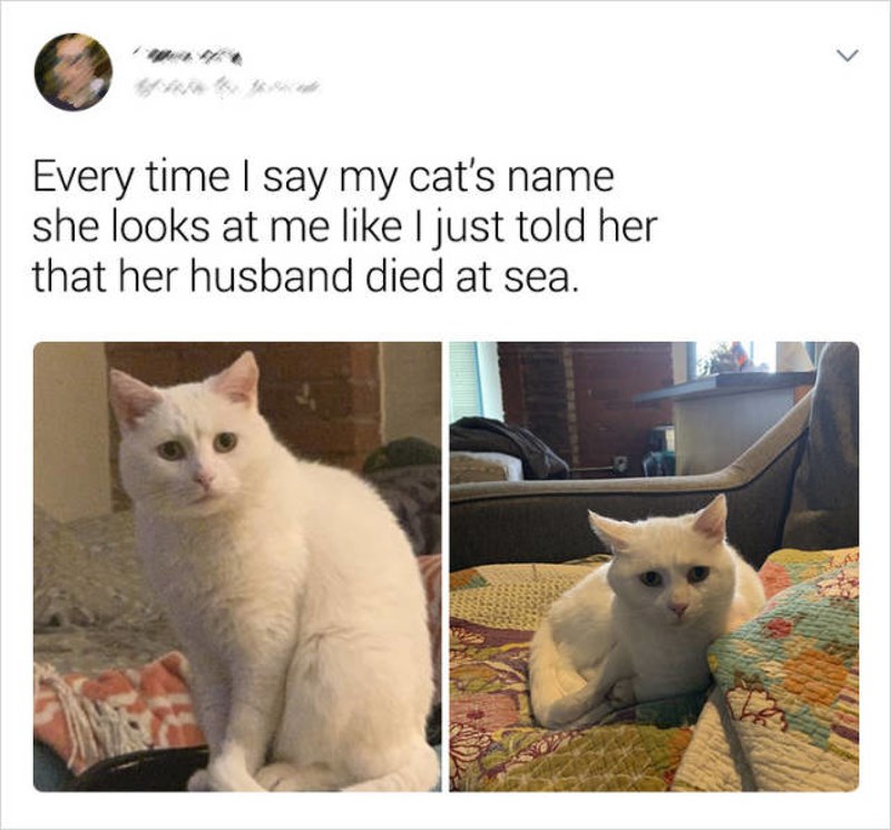Svaki pat kad dozovem mačku imenom pogleda me kao da sam joj upravo rekao da joj je muž poginuo na pučini