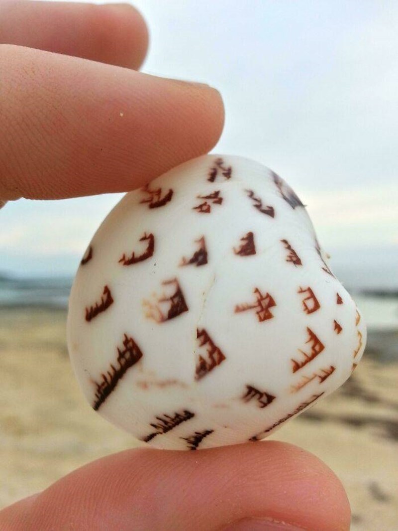 13. Školjka s uzorkom koji izgleda kao neko izvanzemaljsko pismo