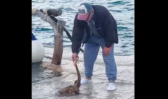 Snimka "pitome" hobotnice s Hvara oduševila je cijelu Hrvatsku, ovako nešto se stvarno rijetko viđa