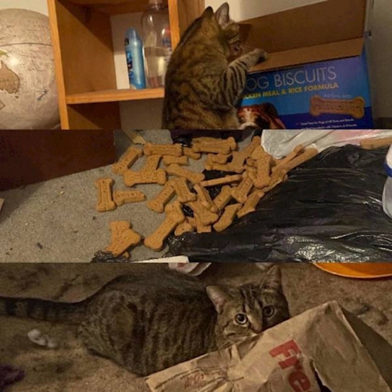 12. Prevrnula je pseće keksiće i pravi se kao da se ništa nije dogodilo