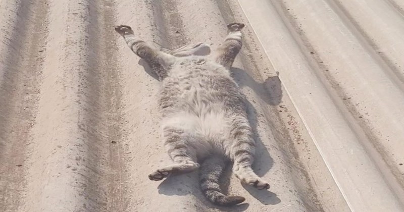 Snimka ove mačke na krovu apsolutni je hit na IG, lajkalo ju je preko 900 tisuća ljudi